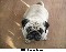 Procuro pug fem&ecirc;a pra acazalar