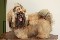 Matrizes de shihtzu &aacute; venda